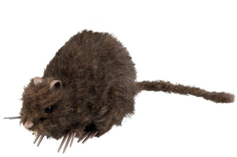 Harry Potter Party Ratte