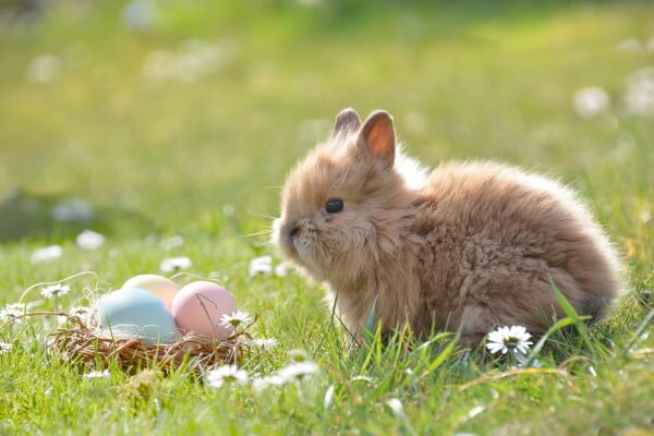 Hase mit Ostereiern