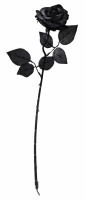 Vorschau: Schwarze Rose Pearl 40cm