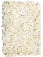 Cremefarbene Hortensien Blumenwand 40 x 60cm