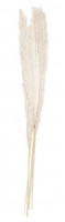 5 Country Wedding Pampasgräser 90cm