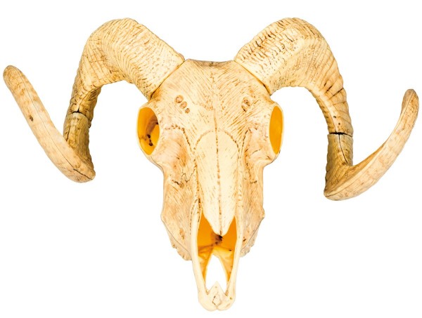 Bullenschädel 28 x 36cm