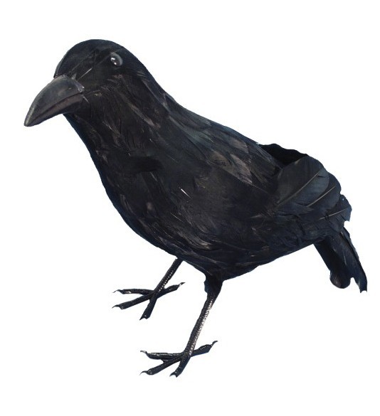 Mysteriöse Schwarze Krähe