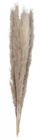 5 Country Wedding Pampasgräser dunkel 90cm