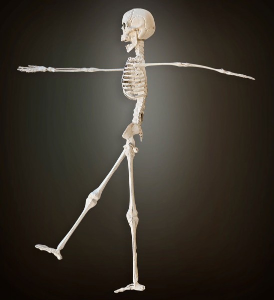 Skelett Dekofigur 40cm 2