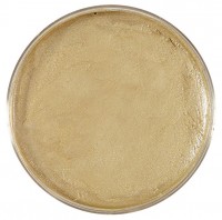 Goldenes Körper Make-Up 25g