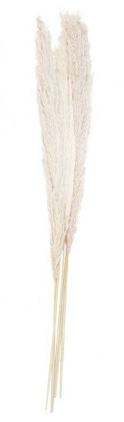 5 Country Wedding Pampasgräser 90cm 2