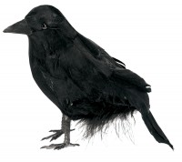 Mysteriöser Friedhofs Rabe