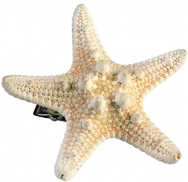 Meeres Seestern Haarspange